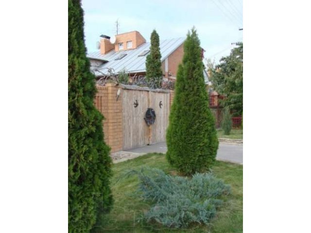 Саженцы хвойных растений в городе Волгоград, фото 6, Садовые растения