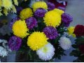Цветы в городе Енисейск, фото 1, Красноярский край
