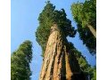 Мамонтовое дерево (секвойя гигантская) в городе Владимир, фото 1, Владимирская область