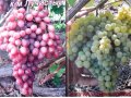 Саженцы элитного винограда 30 сортов в городе Балаково, фото 1, Саратовская область