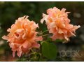 Кружевные розы Ruffles в городе Волгоград, фото 1, Волгоградская область