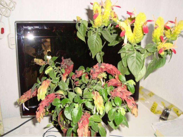Растения в городе Тамбов, фото 6, стоимость: 50 руб.