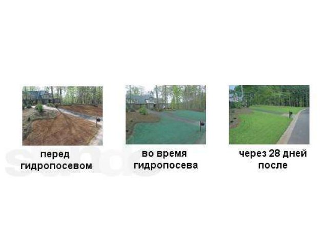 Озеленение , гидропосев , дизайн , газоны в городе Калининград, фото 4, Садовые растения