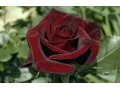 Розы с бесплатной доставкой в любой адрес в городе Ставрополь, фото 1, Ставропольский край