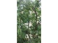 Молодые деревья слива , груша ,черноплодка ,дуб ,крыжовник ! в городе Санкт-Петербург, фото 1, Ленинградская область