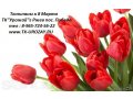 Тюльпаны к 8 Марта. в городе Ржев, фото 1, Тверская область