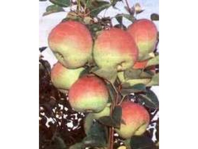 Продам саженцы яблони и груши в городе Воронеж, фото 1, стоимость: 150 руб.