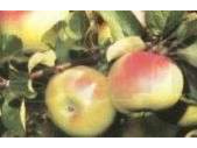 Продам саженцы яблони и груши в городе Воронеж, фото 2, Садовые растения