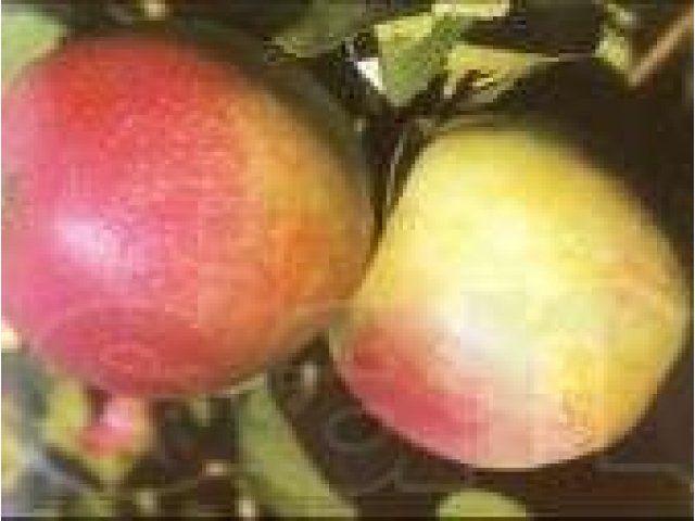 Продам саженцы яблони и груши в городе Воронеж, фото 6, Воронежская область