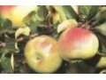 Продам саженцы яблони и груши в городе Воронеж, фото 2, стоимость: 150 руб.