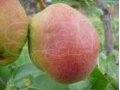 Продам саженцы яблони и груши в городе Воронеж, фото 5, стоимость: 150 руб.
