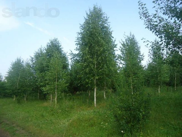 Декоративные деревья крупномеры в городе Нижний Новгород, фото 3, стоимость: 1 000 руб.