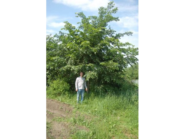 Продаем Вяз шершавый лучшее дерево для Подмосковных  усадьб. в городе Сергиев Посад, фото 1, Садовые растения