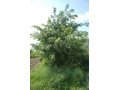 Продаем Вяз шершавый лучшее дерево для Подмосковных  усадьб. в городе Сергиев Посад, фото 2, стоимость: 2 000 руб.