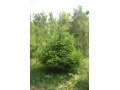 Пихта сибирская выращиваем и продаем красивые деревья в городе Сергиев Посад, фото 1, Московская область