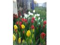Тюльпаны и гиацинты к 8 марта в городе Екатеринбург, фото 1, Свердловская область