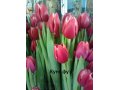 Тюльпаны к 8 марта в городе Сергиев Посад, фото 1, Московская область