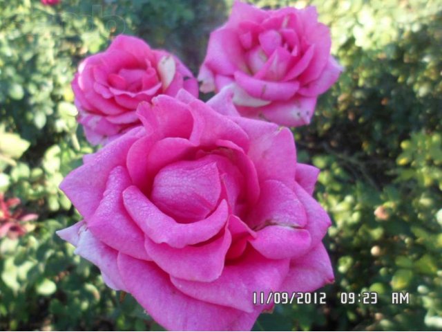 саженцы деревьев и роз в городе Ростов-на-Дону, фото 1, стоимость: 70 руб.