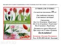 Голландские тюльпаны! в городе Томск, фото 1, Томская область