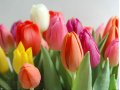 Тюльпаны милым дамам к 8 марта в городе Ижевск, фото 1, Удмуртия