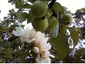 продам тыква свежая -нектар-варенье в городе Йошкар-Ола, фото 1, Марий Эл
