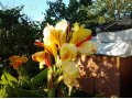 Цветы Каны в городе Воронеж, фото 2, стоимость: 150 руб.