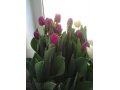 Продам тюльпаны в городе Пермь, фото 1, Пермский край