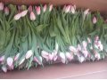 тюльпаны к 8 марта в городе Санкт-Петербург, фото 1, Ленинградская область