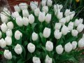 Тюльпаны 8 марта в городе Челябинск, фото 1, Челябинская область