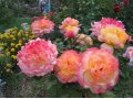 французские розы питомника Guillot в городе Волгоград, фото 1, Волгоградская область