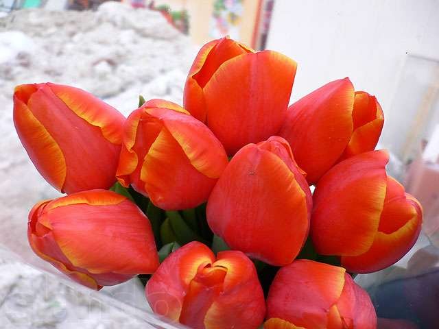 Тюльпаны , доставка, Опт-Розница в городе Екатеринбург, фото 2, Садовые растения