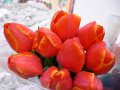 Тюльпаны , доставка, Опт-Розница в городе Екатеринбург, фото 2, стоимость: 24 руб.