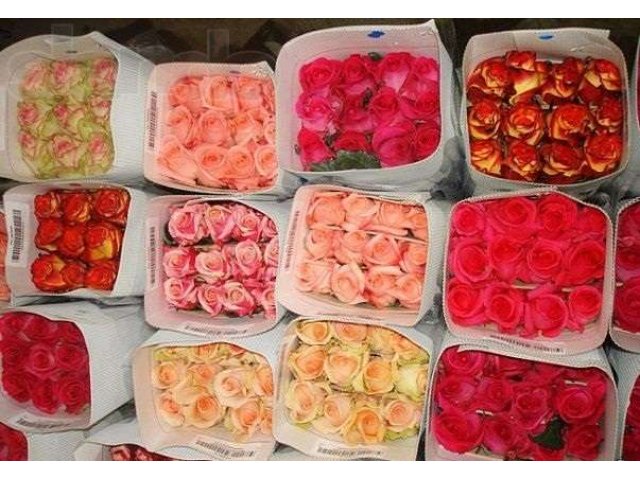 Розы с Эквадора 25 штук - ножка 60см в городе Сыктывкар, фото 1, стоимость: 1 700 руб.