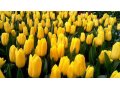 тюльпаны оптом и в розницу к 8 марта в городе Оренбург, фото 1, Оренбургская область