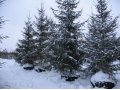 Крупномерные деревья с посадкой в городе Санкт-Петербург, фото 1, Ленинградская область