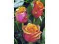 Продается роза Шерри бренди Эквадор от 140 руб. в городе Пермь, фото 1, Пермский край