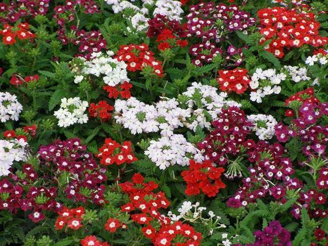 Декоративные растения для вашего сада в городе Калининград, фото 7, Садовые растения
