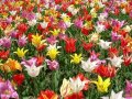 Тюльпаны на 8 Марта оптом и в розницу в городе Екатеринбург, фото 6, Садовые растения
