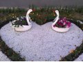 Влюбленные лебеди для садового участка в городе Челябинск, фото 1, Челябинская область
