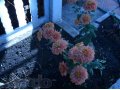 Рассада многолетних цветов в городе Орёл, фото 1, Орловская область