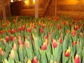 Тюльпаны к 8 марта в городе Железнодорожный, фото 1, Московская область