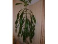 Комнатное растение-Драцена в городе Петрозаводск, фото 1, Карелия
