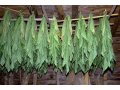 Продаю семена табака в городе Динская, фото 1, Краснодарский край