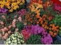 Рассада однолетних и многолетних растений по оптовый ценам в городе Курск, фото 6, Рассада, саженцы, семена