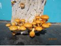 Продам мицелий (рассаду) гриба японский опенок намеко в городе Барнаул, фото 1, Алтайский край