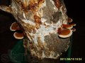 Продам мицелий (рассаду) гриба рейши в городе Барнаул, фото 1, Алтайский край