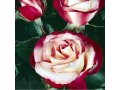 Саженцы  роз в городе Волгоград, фото 1, Волгоградская область