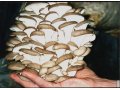 Продажа свежих грибов. Самые низкие цены. в городе Нижний Новгород, фото 1, Нижегородская область
