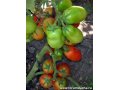 Рассада помидор разных сортов в городе Красноярск, фото 1, Красноярский край