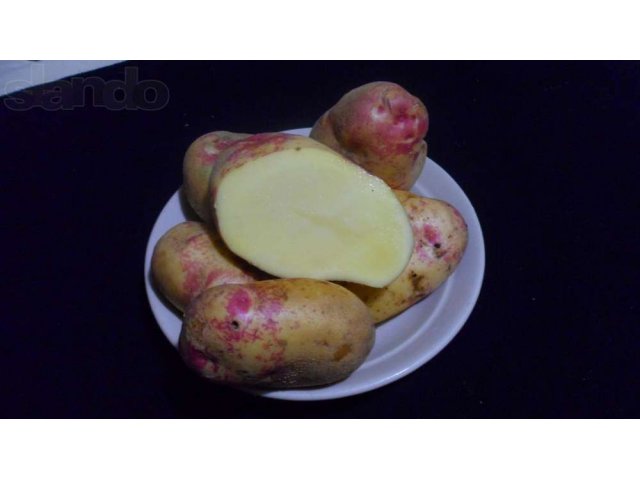Купить семенной картофель в воронеже. Бабяково семенной картофель. Сеной картофель Бабякова.